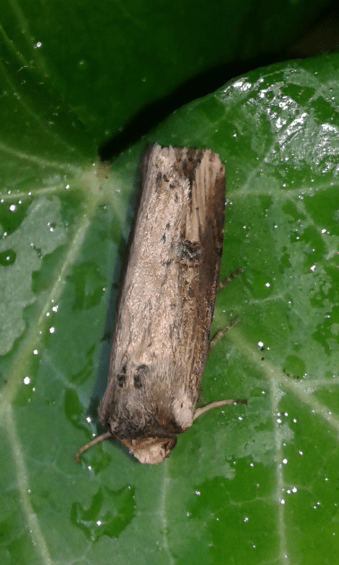 Noctuidae: Xylena (Xylena) exsoleta ?  No, Axylia putris